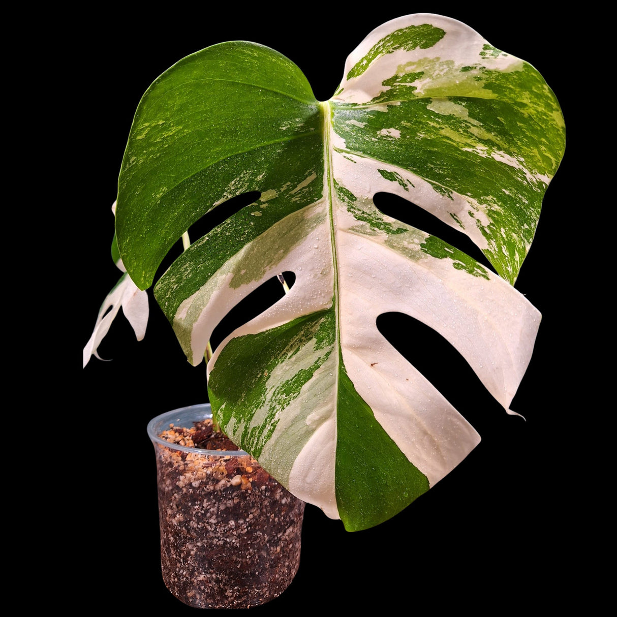 Monstera Albo Same Plant in a Nursery Pot - Highly Variegated Monstera ALBO 2 Leaf Plant - US SELLER Same Plant