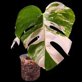 Monstera Albo Same Plant in a Nursery Pot - Highly Variegated Monstera ALBO 2 Leaf Plant - US SELLER Same Plant