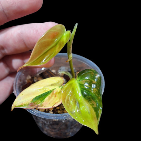 Rare Variegated Philodendron Mican Aurea in a Nursery Pot