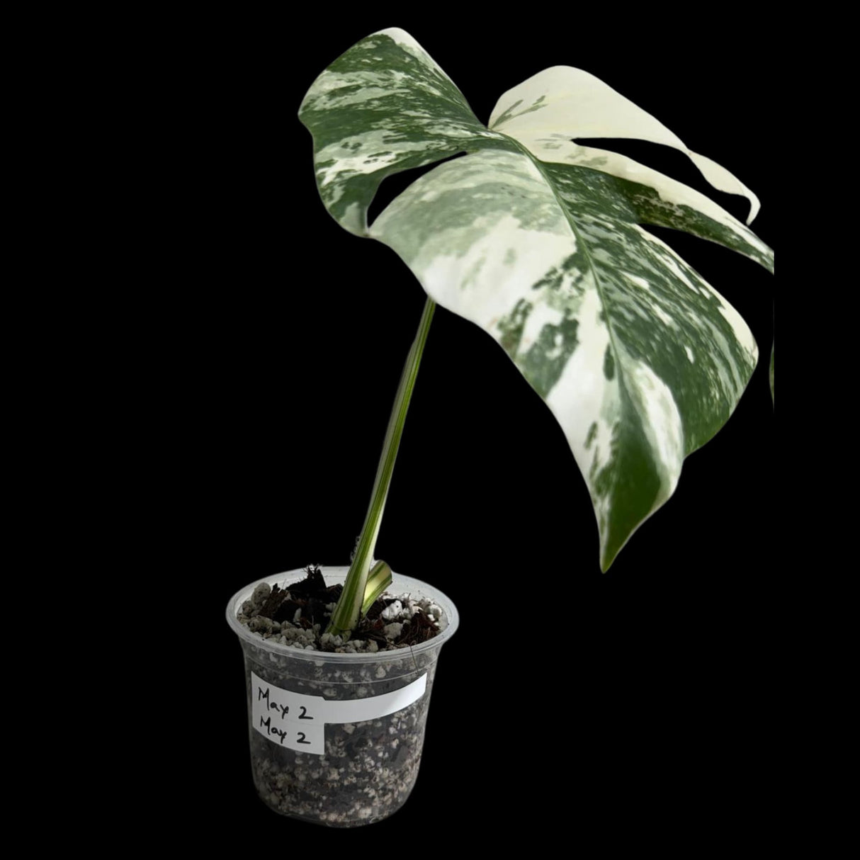 Variegated Monstera Albo Plant in a Nursery Pot - Variegated Monstera ALBO Top Cut Potted - Rare Houseplant - US SELLER - Similar Plant
