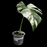 Variegated Monstera Albo Plant in a Nursery Pot - Variegated Monstera ALBO Top Cut Potted - Rare Houseplant - US SELLER - Similar Plant