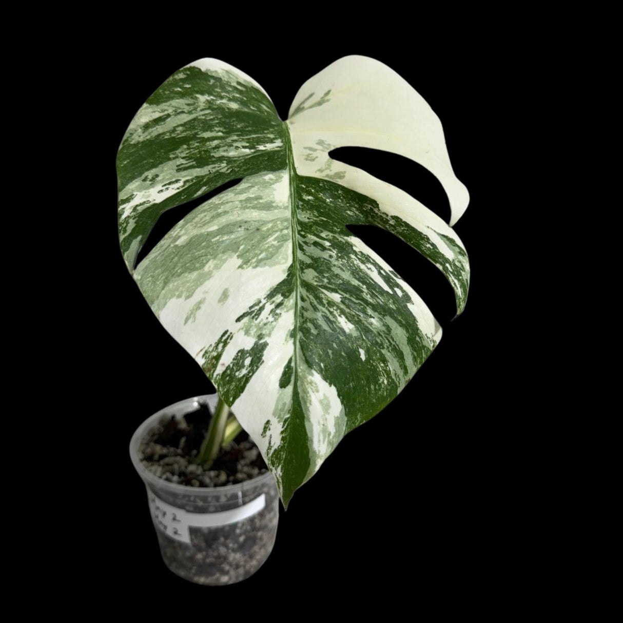 Variegated Monstera Albo Plant in a Nursery Pot - Highly Variegated Monstera ALBO Live Plant