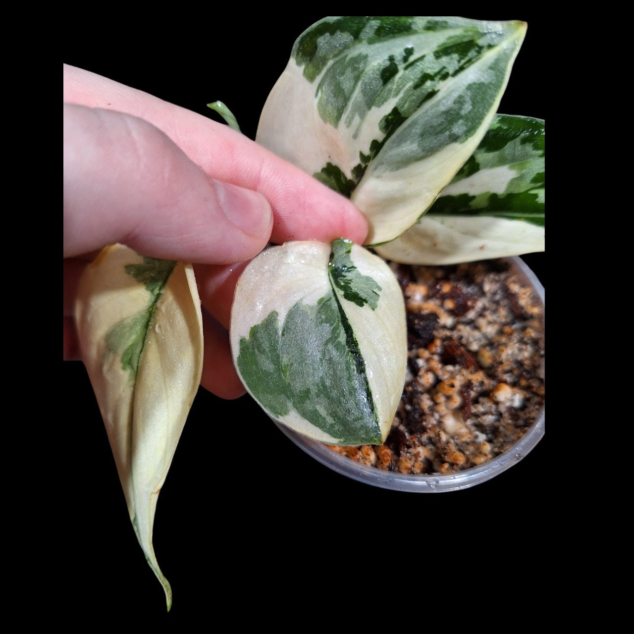 Scindapsus Mayari Variegated – PlantVers Houseplants