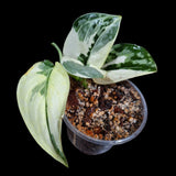 Scindapsus Mayari Variegated