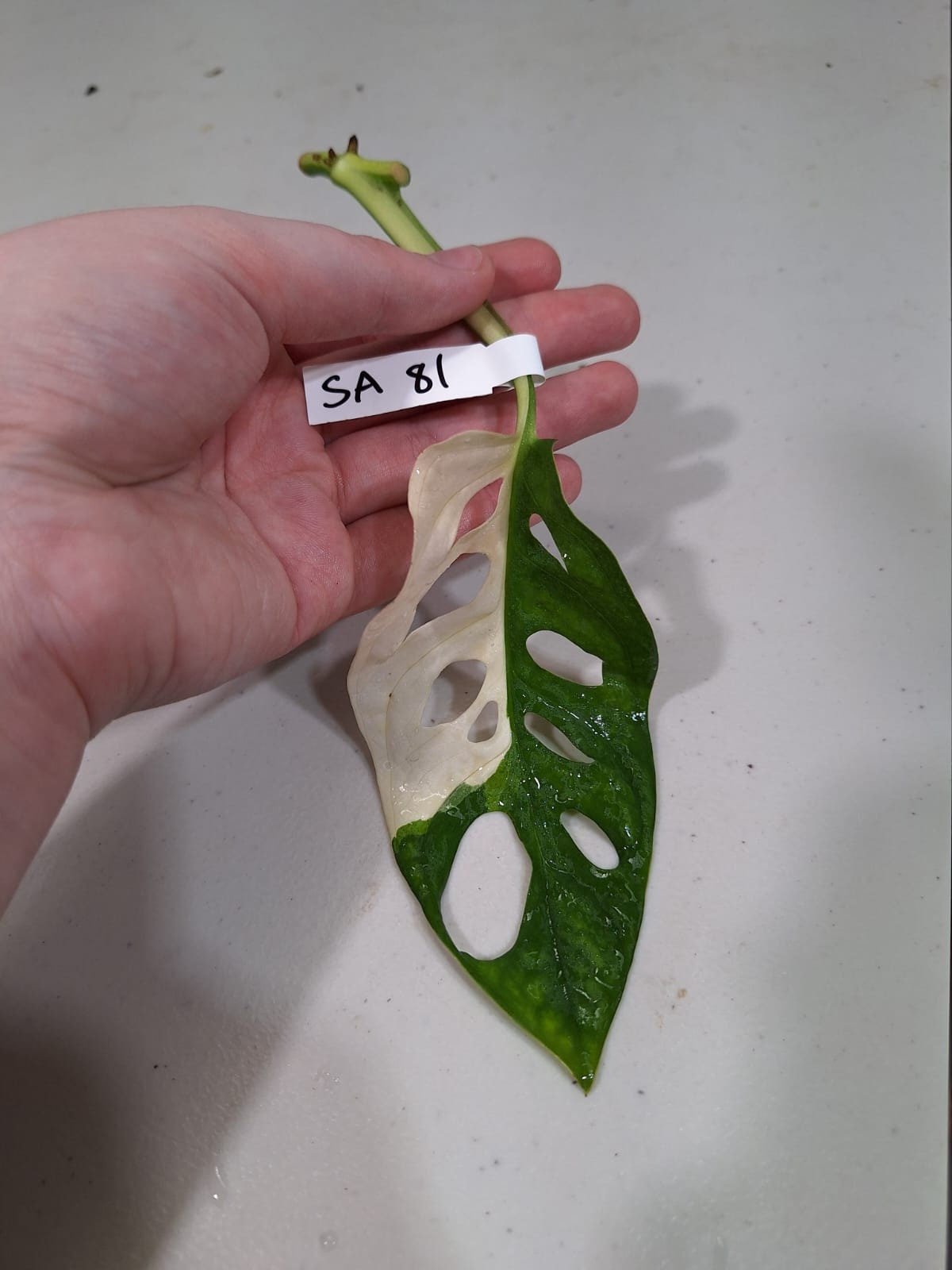 Monstera Adansonii Albo High Variegated Swiss Cheese Premium Color Swiss - US Seller