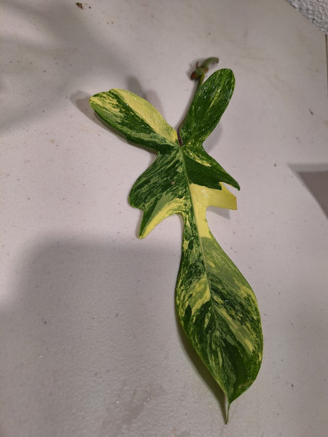 Variegated Philodendron Florida Beauty Cutting - SAME PLANT as the images - Collector Plant - Rare Find - US Seller