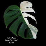 Highly Variegated Monstera Albo Cutting - Monstera Albo Borsigiana Plant - White Monstera Albo - Rare Indoor Houseplant - US Seller