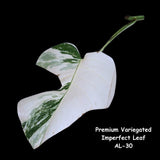 Highly Variegated Monstera Albo Cutting - Monstera Albo Borsigiana Plant - White Monstera Albo - Rare Indoor Houseplant - US Seller