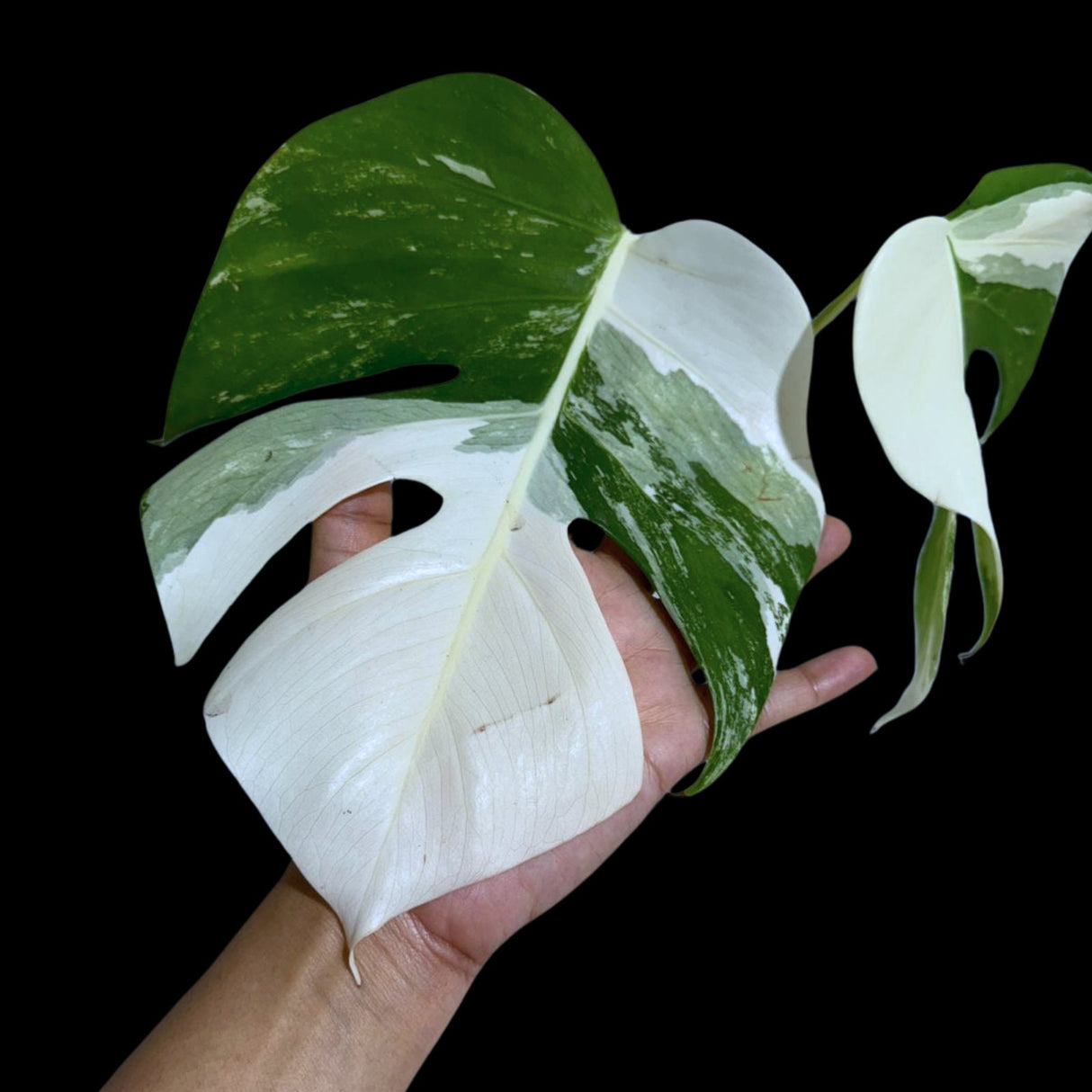 Monstera Albo Same Plant in a Nursery Pot - Variegated Monstera ALBO 2 Leaf Potted Plant - Rare Houseplants - US SELLER - Similar Plant