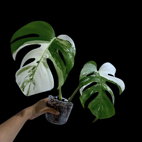 Monstera Albo Same Plant in a Nursery Pot - Highly Variegated Monstera ALBO 2 Leaf Potted Plant - Rare Houseplant  - US SELLER