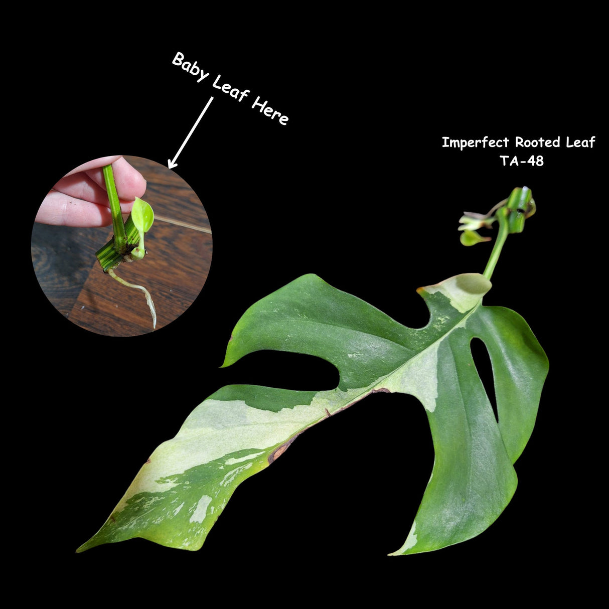 Rare Variegated Rhaphidophora Tetrasperma Cutting - Rare Collector Houseplant - SAME Cutting as images - US Seller