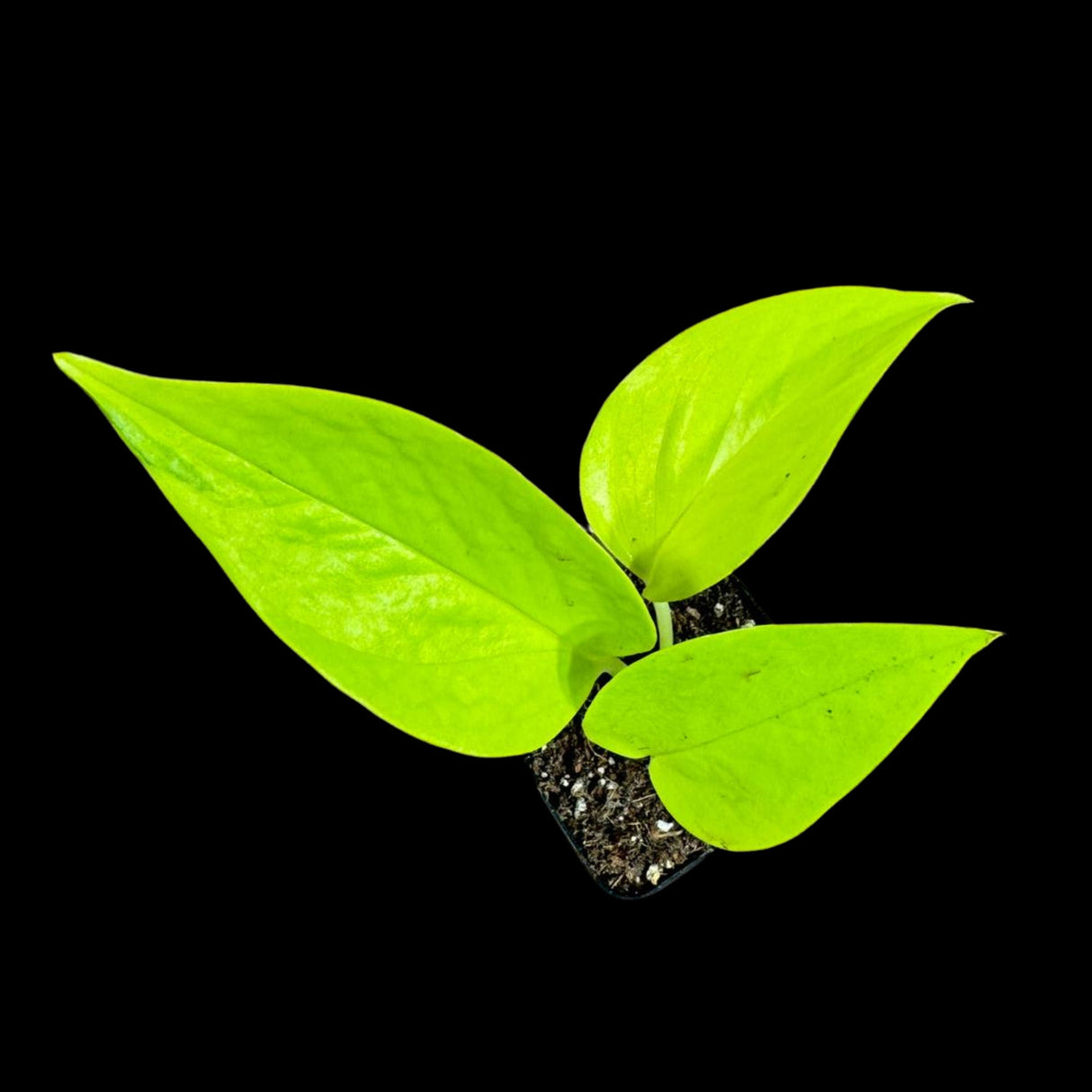 Neon Pothos Indoor Starter Plant in a Nursery Pot - Easy Care Low Light Indoor Live Plant - Neon Pothos Houseplant - US Seller
