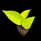 Neon Pothos Indoor Starter Plant in a Nursery Pot - Easy Care Low Light Indoor Live Plant - Neon Pothos Houseplant - US Seller