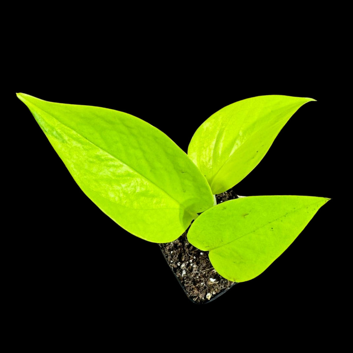 Neon Pothos Indoor Starter Plant in a Nursery Pot - Easy Care Low Light Indoor Live Plant - Neon Pothos Houseplant - US Seller