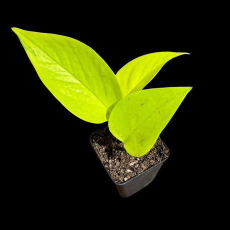 Neon Pothos Indoor Starter Plant in a Nursery Pot - Easy Care Low Light Indoor Live Plant - Neon Pothos Houseplant - US Seller