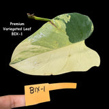 Variegated Philodendron Bipennifolium