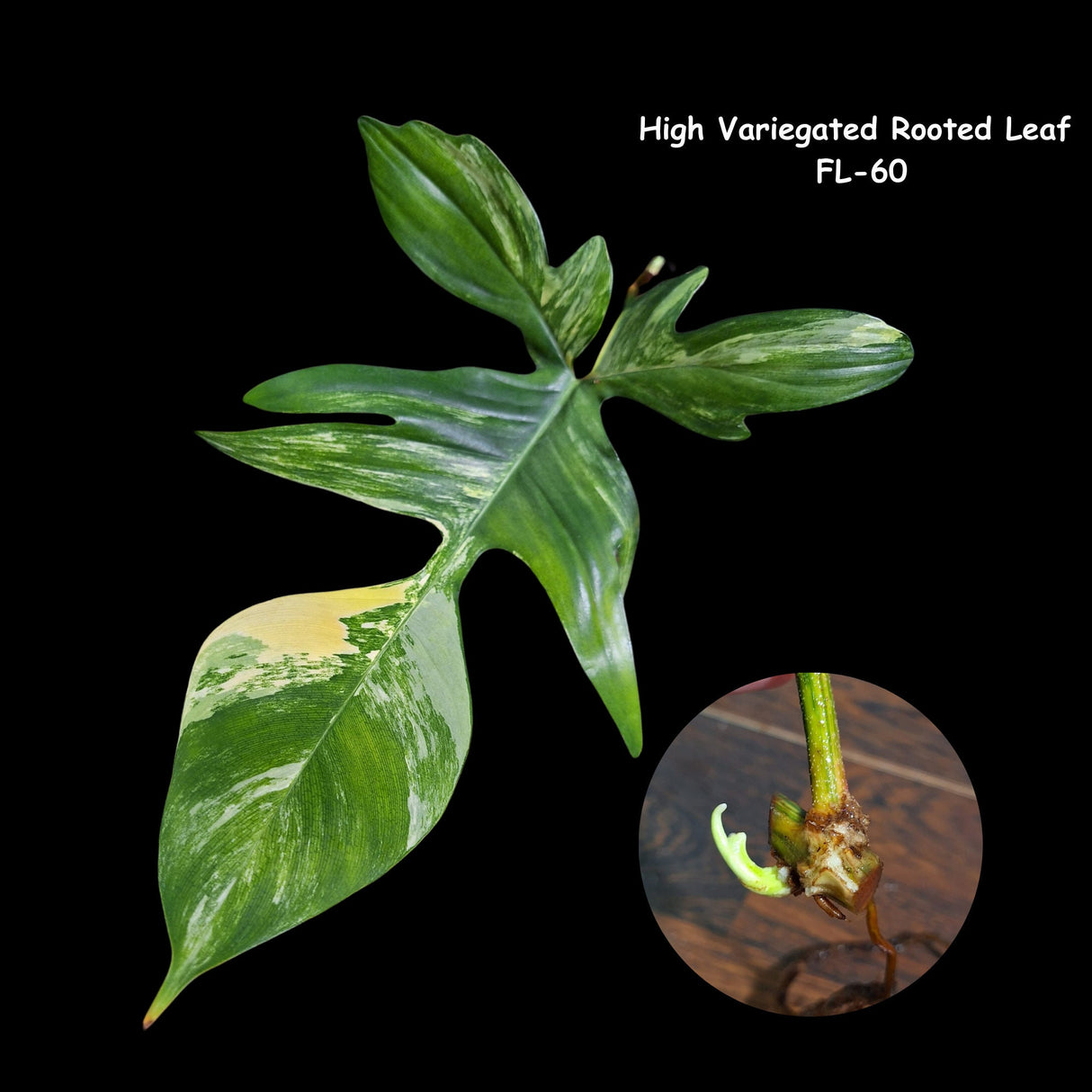 Variegated Philodendron Florida Beauty Cutting - Extremely Rare High Variegation Florida Beauty Live Indoor plant