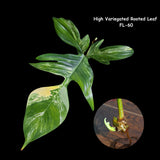 Variegated Philodendron Florida Beauty Cutting - Extremely Rare High Variegation Florida Beauty Live Indoor plant