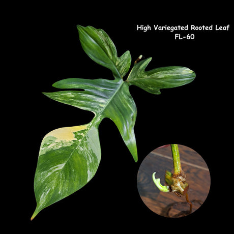 Variegated Philodendron Florida Beauty Cutting - Extremely Rare High Variegation Florida Beauty Live Indoor plant