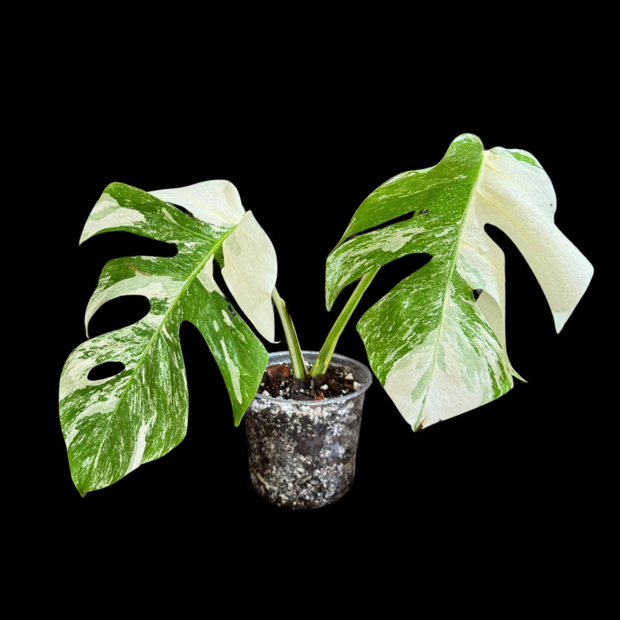 Variegated Monstera Albo Plant in a Nursery Pot - Highly Variegated Monstera ALBO 2 Leaf Plant - Rare Houseplant - US SELLER - Similar Plant