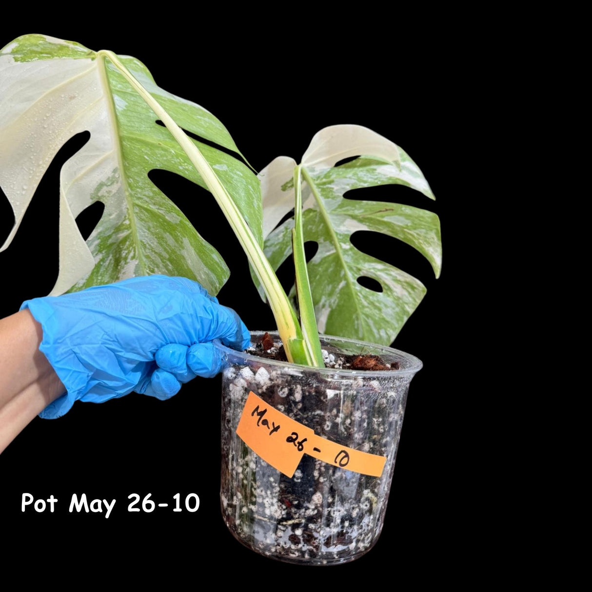 Variegated Monstera Albo Plant in a Nursery Pot - Highly Variegated Monstera ALBO 2 Leaf Plant - Rare Houseplant - US SELLER - Similar Plant
