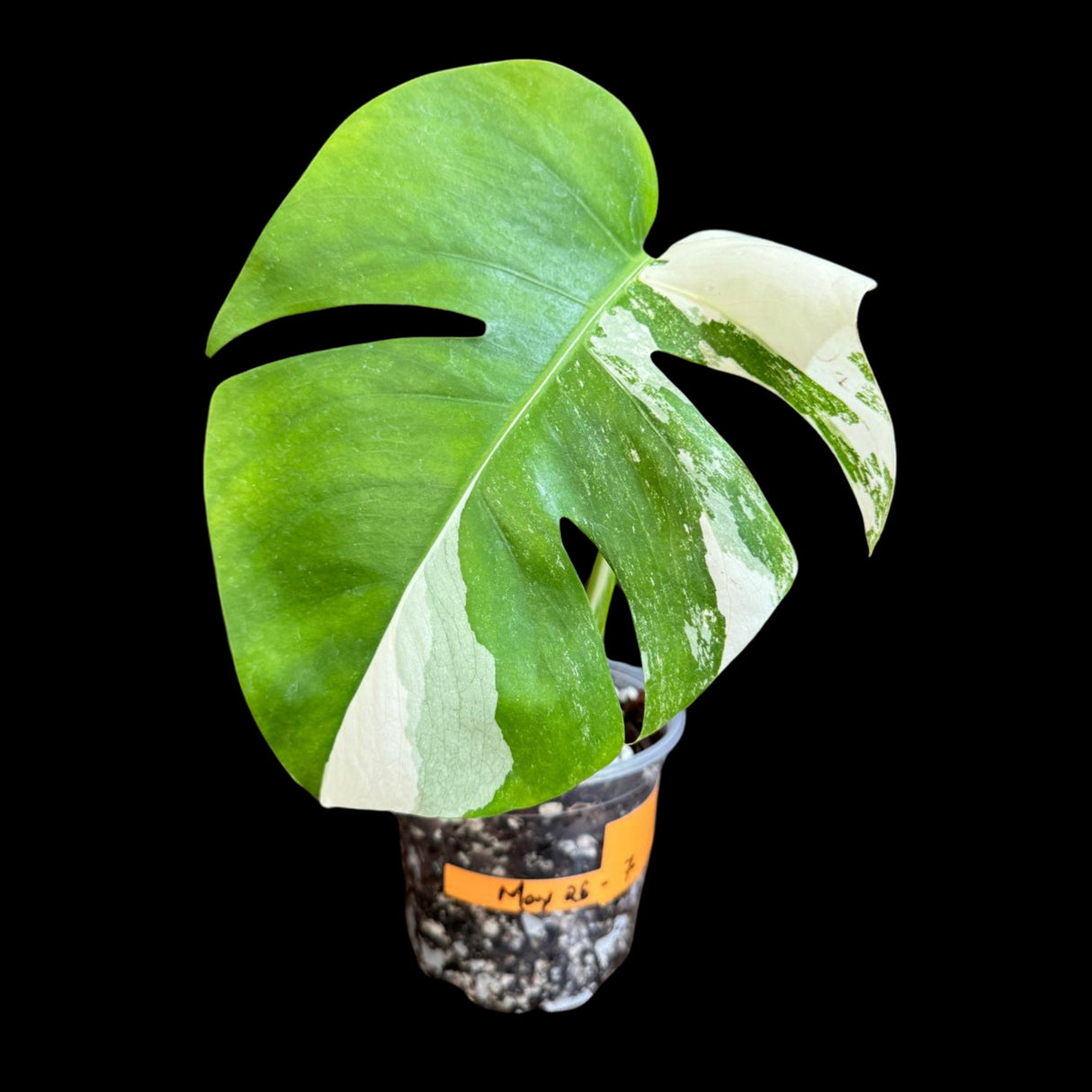 Variegated Monstera Albo Plant in a Nursery Pot - Variegated Monstera ALBO Potted Plant - Rare Houseplant - US SELLER - Similar Plant