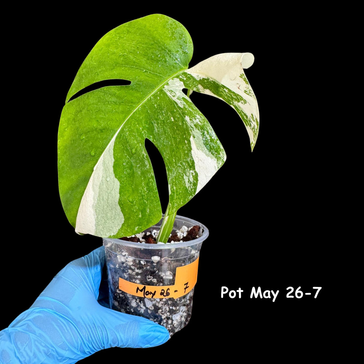 Variegated Monstera Albo Plant in a Nursery Pot - Variegated Monstera ALBO Potted Plant - Rare Houseplant - US SELLER - Similar Plant