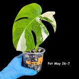 Variegated Monstera Albo Plant in a Nursery Pot - Variegated Monstera ALBO Potted Plant - Rare Houseplant - US SELLER - Similar Plant