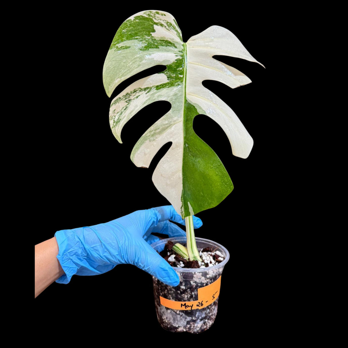 Variegated Monstera Albo Plant in a Nursery Pot - Variegated Monstera ALBO Top Cut Potted - Rare Houseplant - US SELLER
