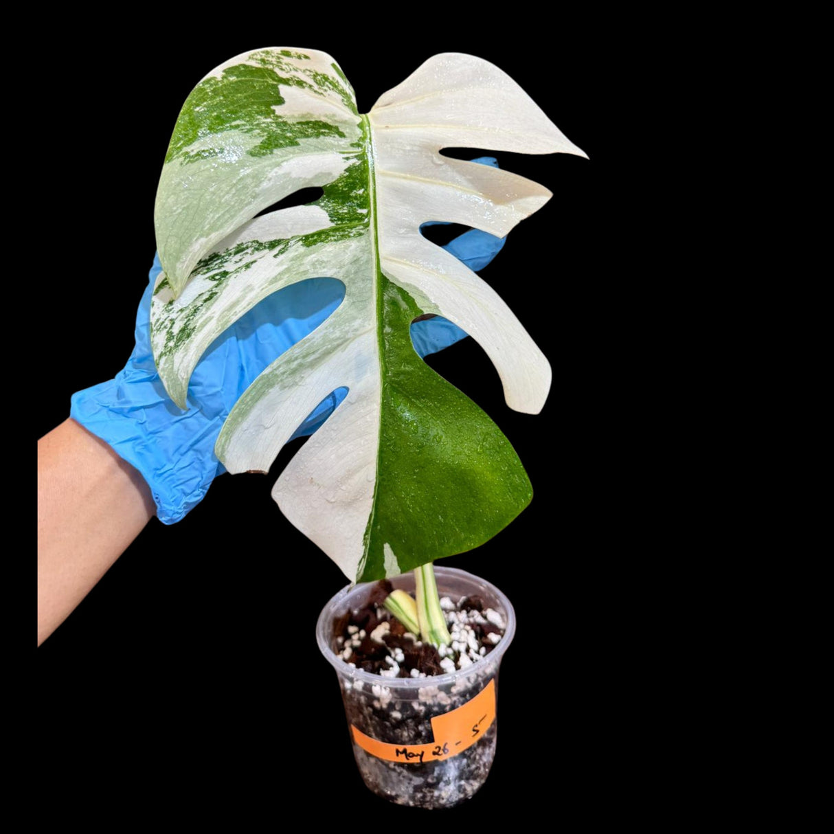 Variegated Monstera Albo Plant in a Nursery Pot - Variegated Monstera ALBO Top Cut Potted - Rare Houseplant - US SELLER