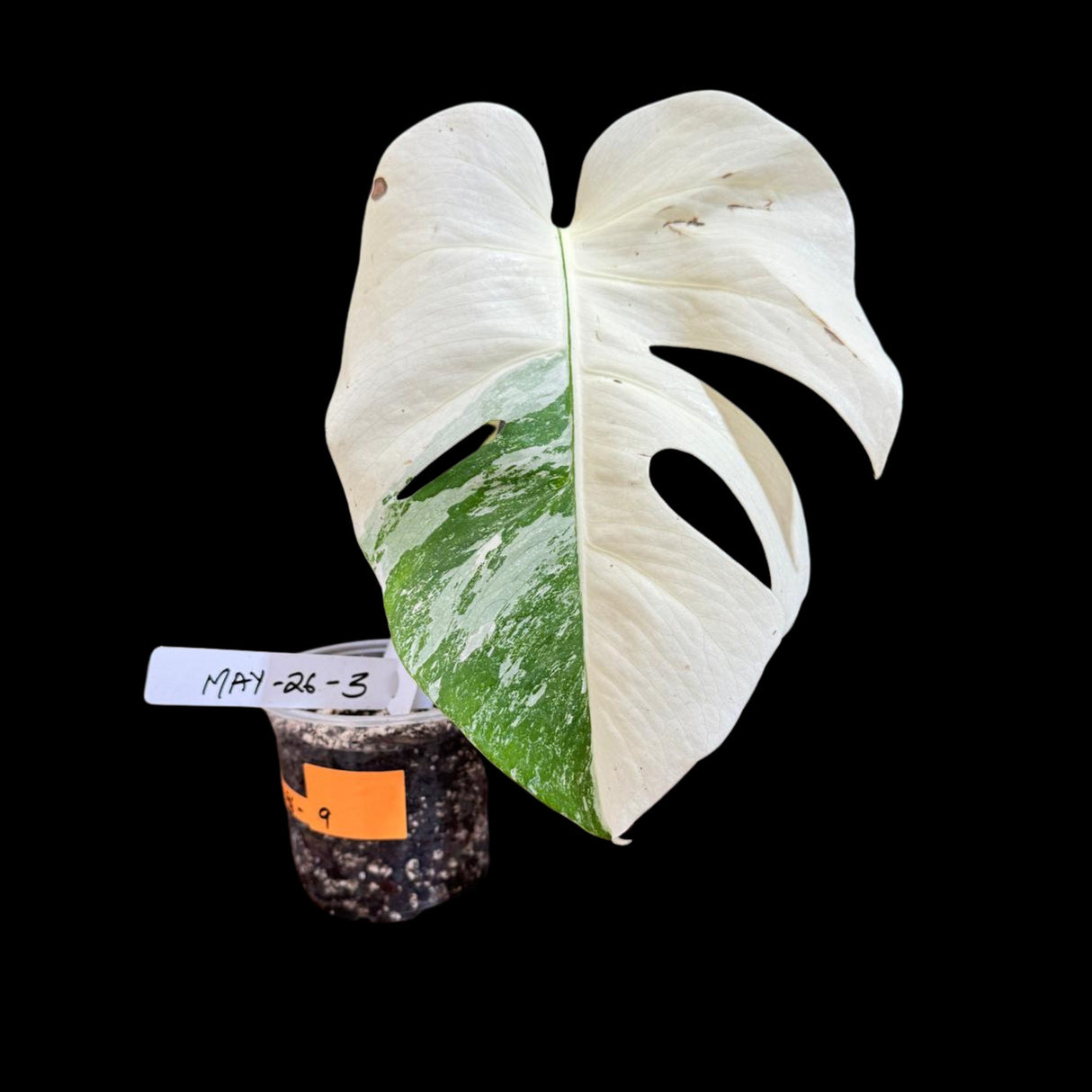Variegated Monstera Albo Plant in a Nursery Pot - Monstera ALBO Top Cut Single Leaf Potted Plant - Rare Collector Plants - US Seller