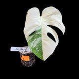 Variegated Monstera Albo Plant in a Nursery Pot - Monstera ALBO Top Cut Single Leaf Potted Plant - Rare Collector Plants - US Seller