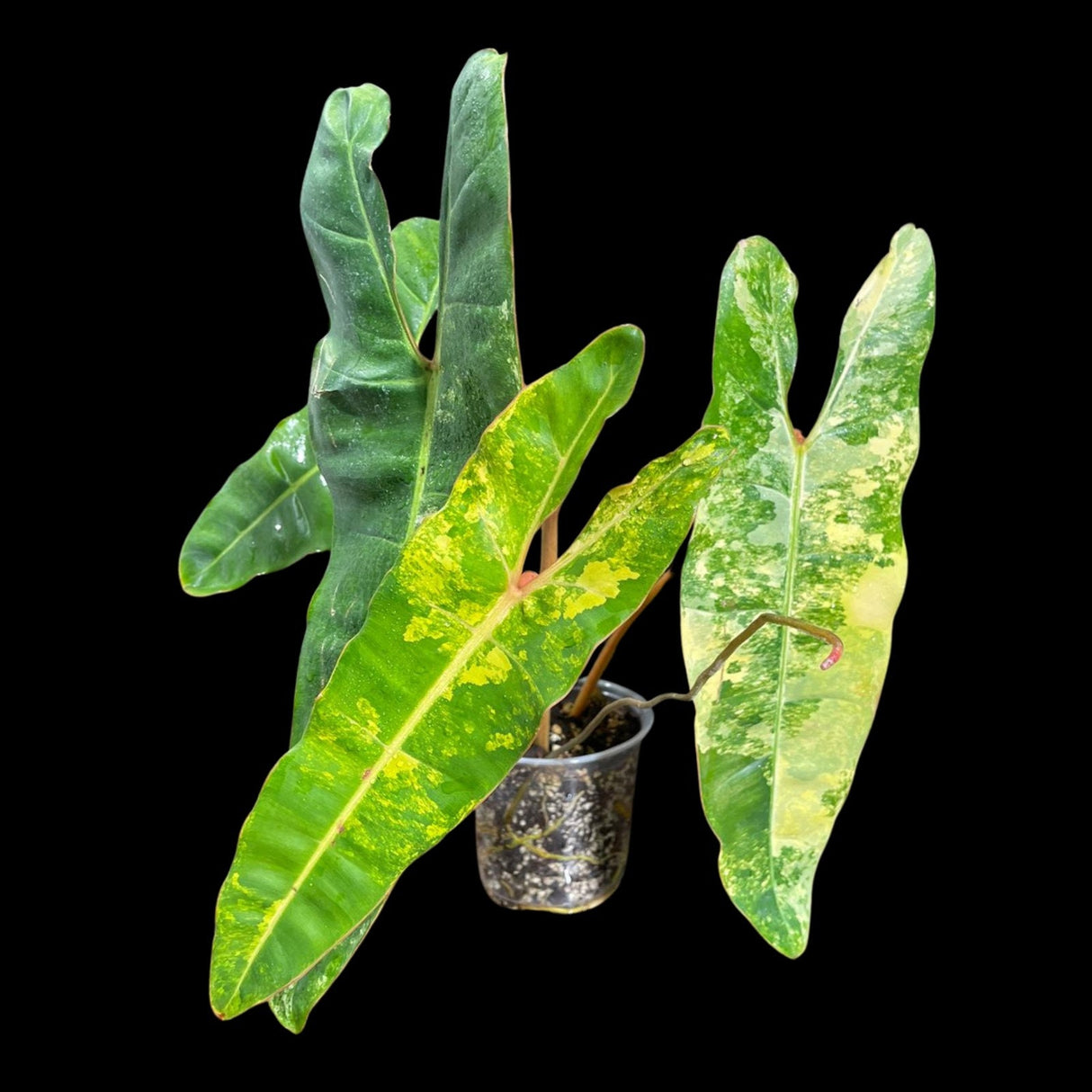 Variegated Philodendron Billietiae Live Plant