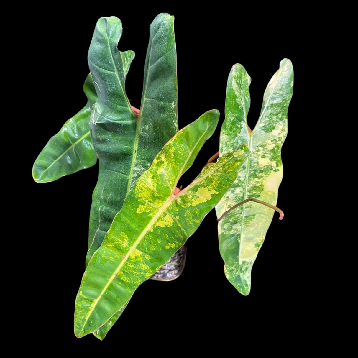 Variegated Philodendron Billietiae Live Plant