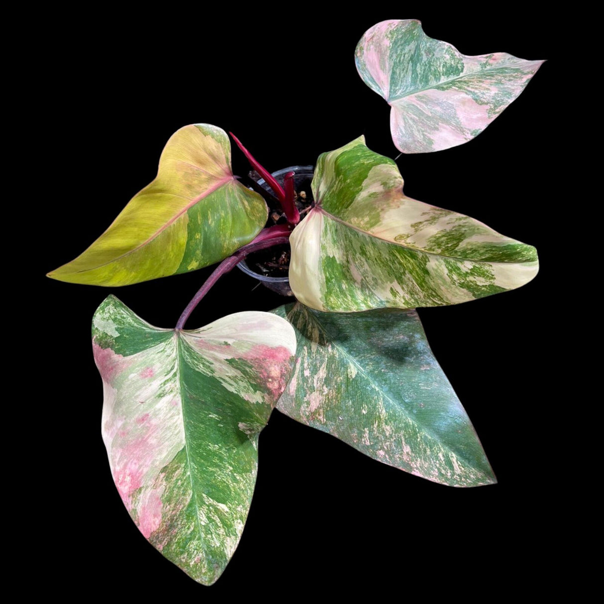 Variegated Philodendron Strawberry Shake in a Nursery Pot - Large Strawberry Shake RARE collector plan - Pink Collector indoor plant