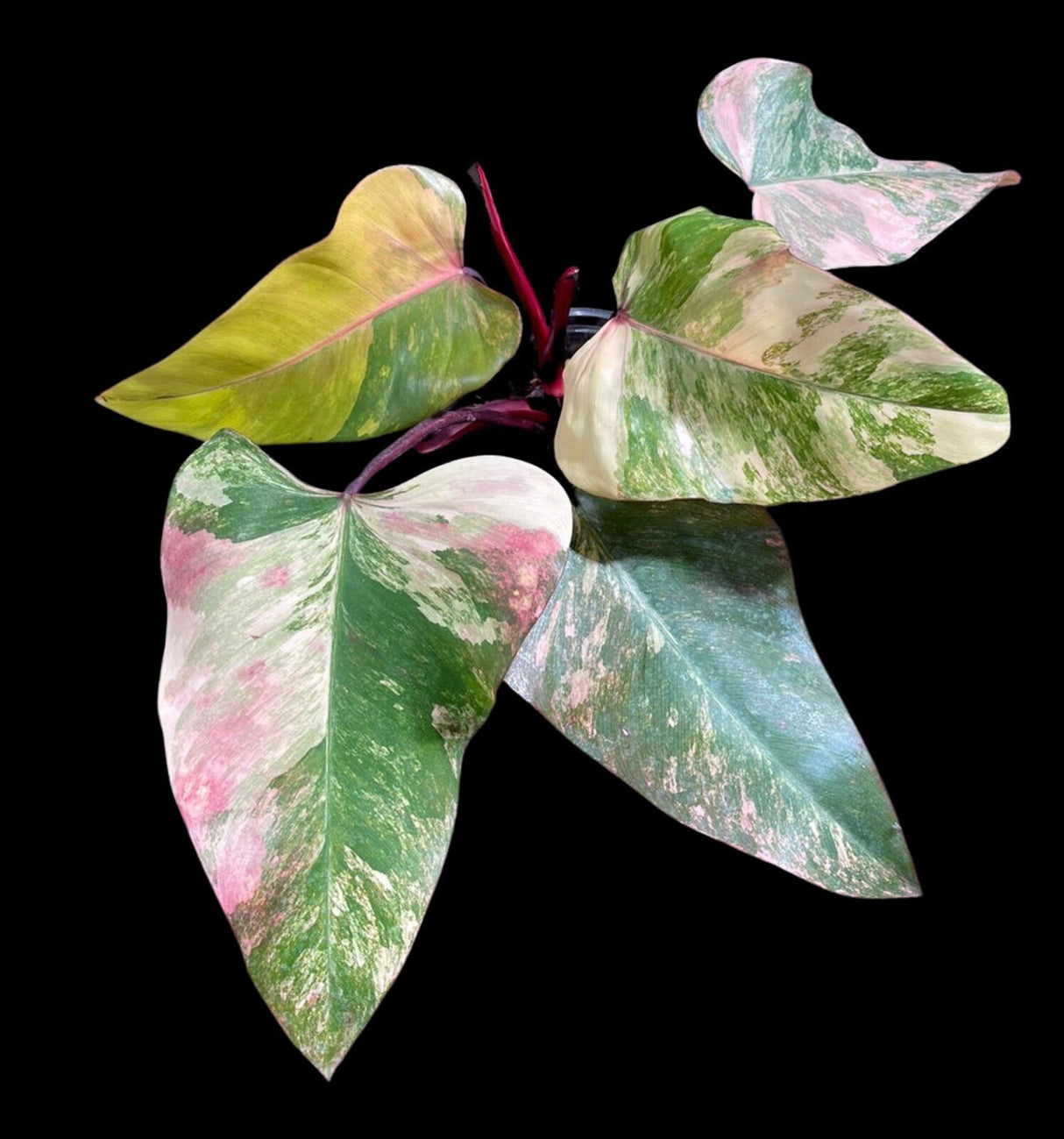 Variegated Philodendron Strawberry Shake in a Nursery Pot - Large Strawberry Shake RARE collector plan - Pink Collector indoor plant