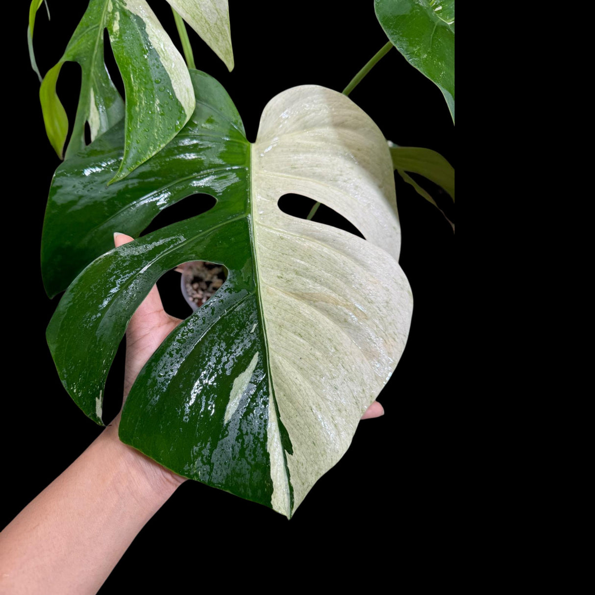 Rare Highly Variegated Monstera Mint in a Nursery Pot