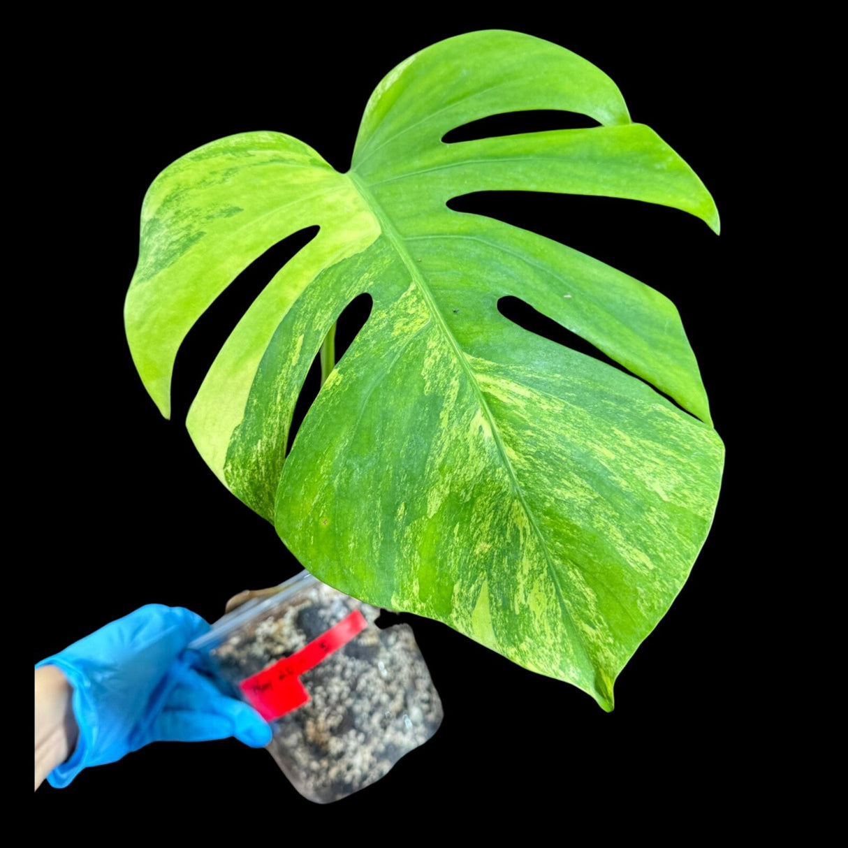 Monstera Aurea High Variegated Borsigiana in a Nursery Pot