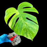 Monstera Aurea High Variegated Borsigiana in a Nursery Pot