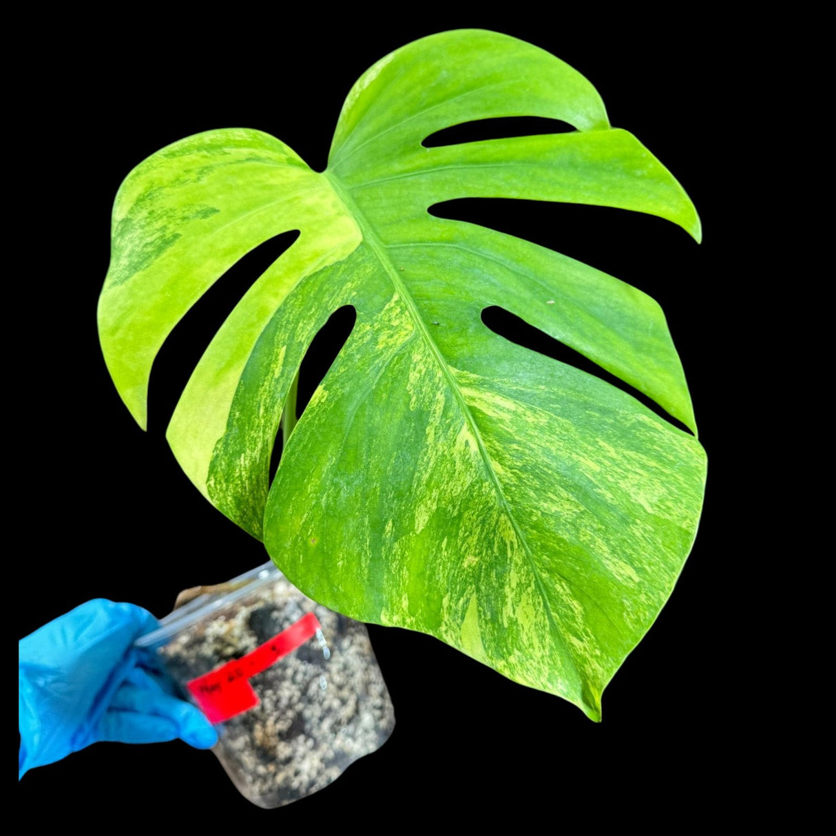 Monstera Aurea High Variegated Borsigiana in a Nursery Pot