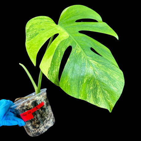 Monstera Aurea High Variegated Borsigiana in a Nursery Pot