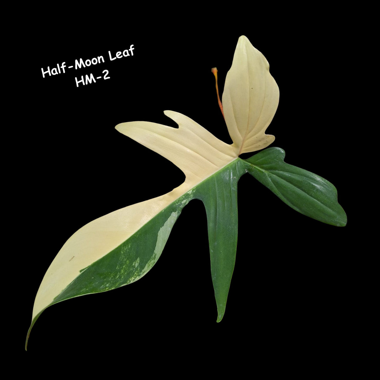 Variegated Philodendron Florida Beauty Cutting - Rare Collector Indoor Plant - Propagation Plant Office Plant Mother's Day Gift Plant