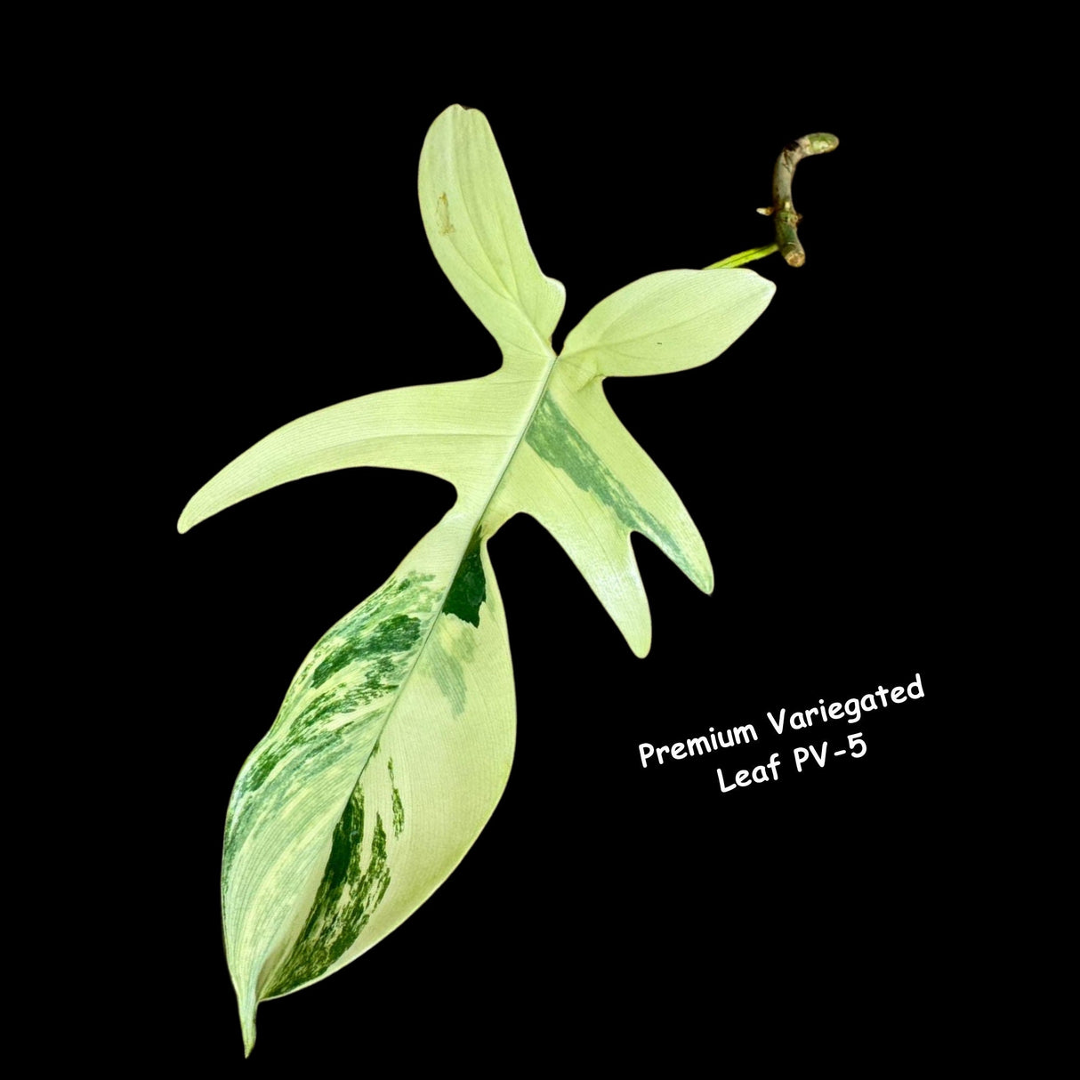 Variegated Philodendron Florida Beauty Cutting - Rare Collector Indoor Plant - Propagation Plant Office Plant Mother's Day Gift Plant