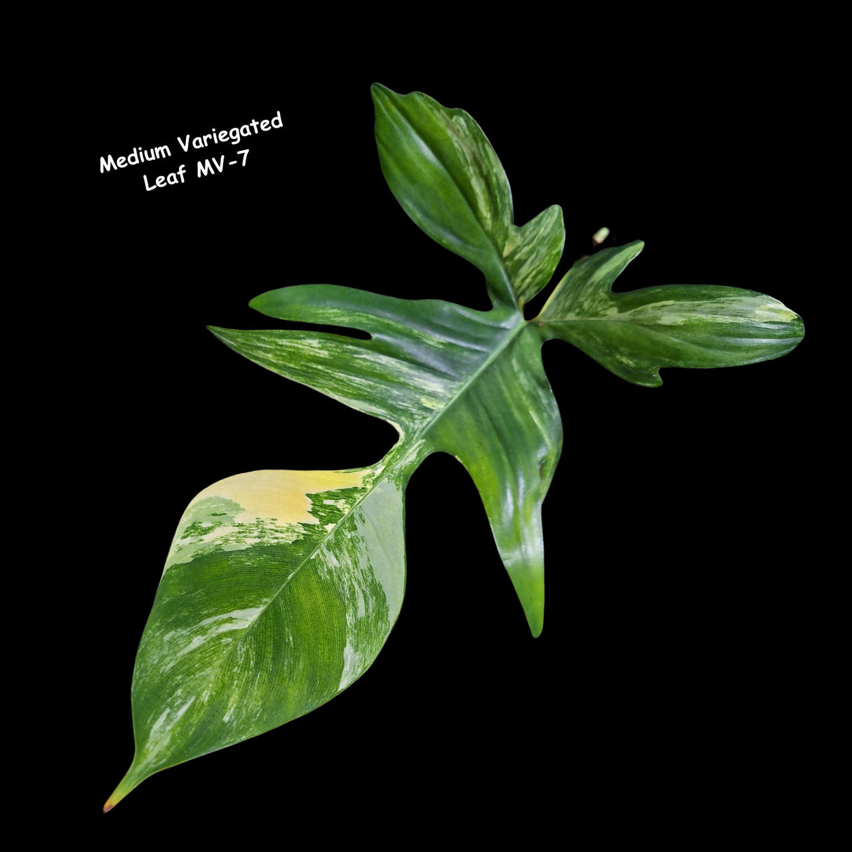 Variegated Philodendron Florida Beauty Cutting - Rare Collector Indoor Plant - Propagation Plant Office Plant Mother's Day Gift Plant