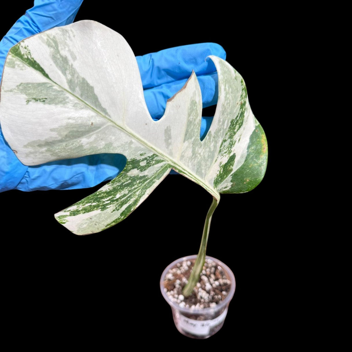 Variegated Monstera Albo Plant - Rare Indoor White Monstera Albo Borsigiana Plant - Albo Monstera Houseplant - US Seller