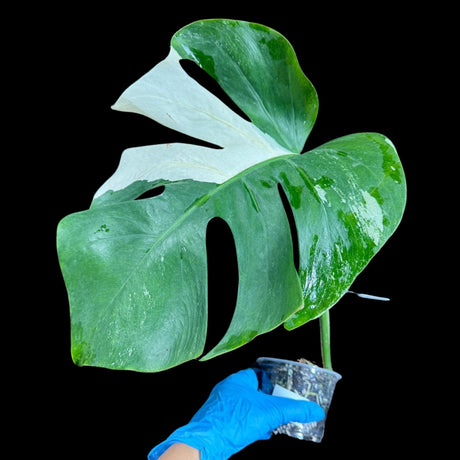 Variegated Monstera Albo Plant in a Nursery Pot - Highly Variegated Monstera ALBO Potted Plant - Rare Houseplant - US SELLER - Similar Plant
