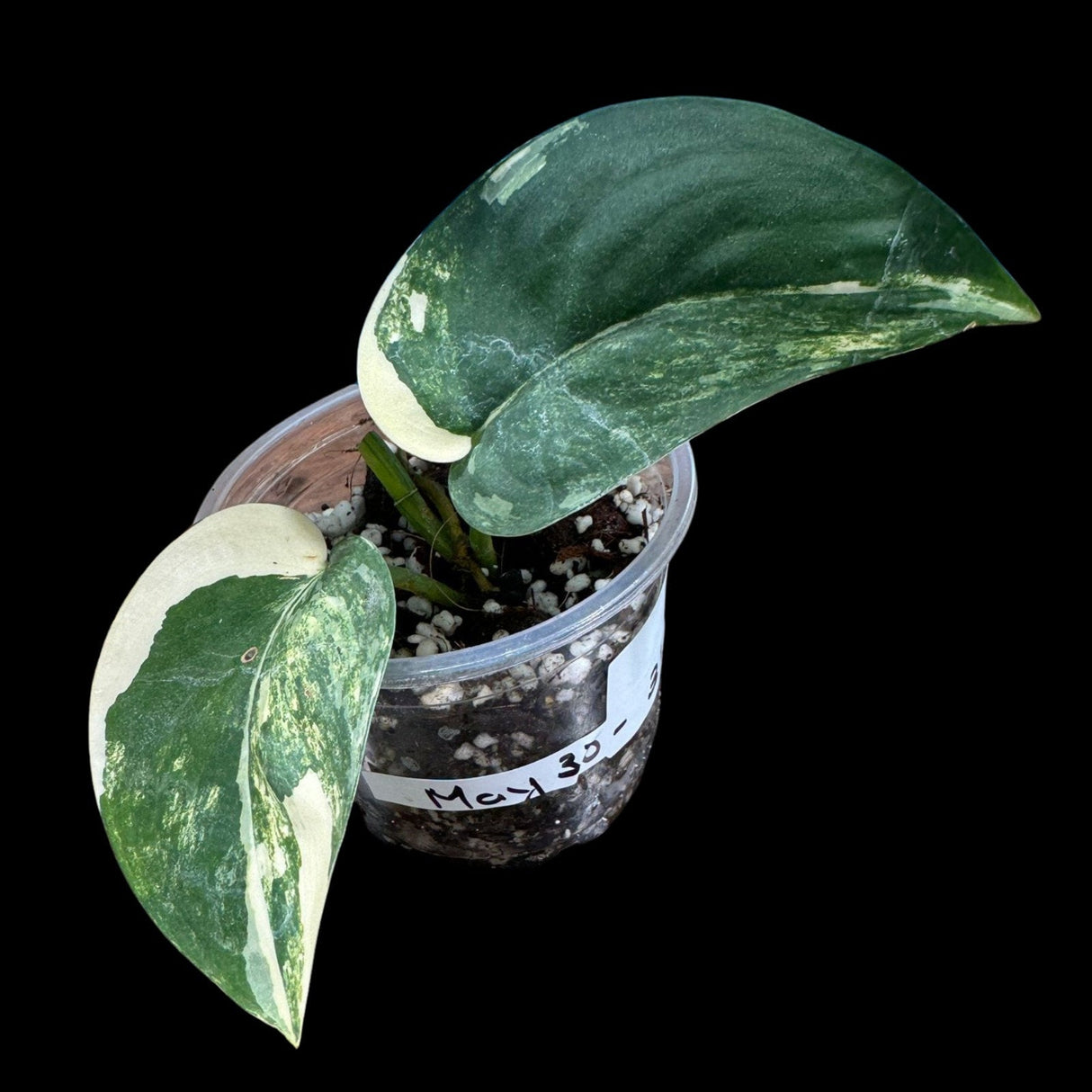 Variegated Scindapsus Jade Satin in a Nursery Pot