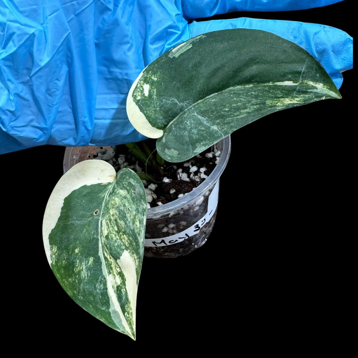 Variegated Scindapsus Jade Satin in a Nursery Pot