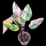 Variegated Philodendron Strawberry Shake in a Nursery Pot