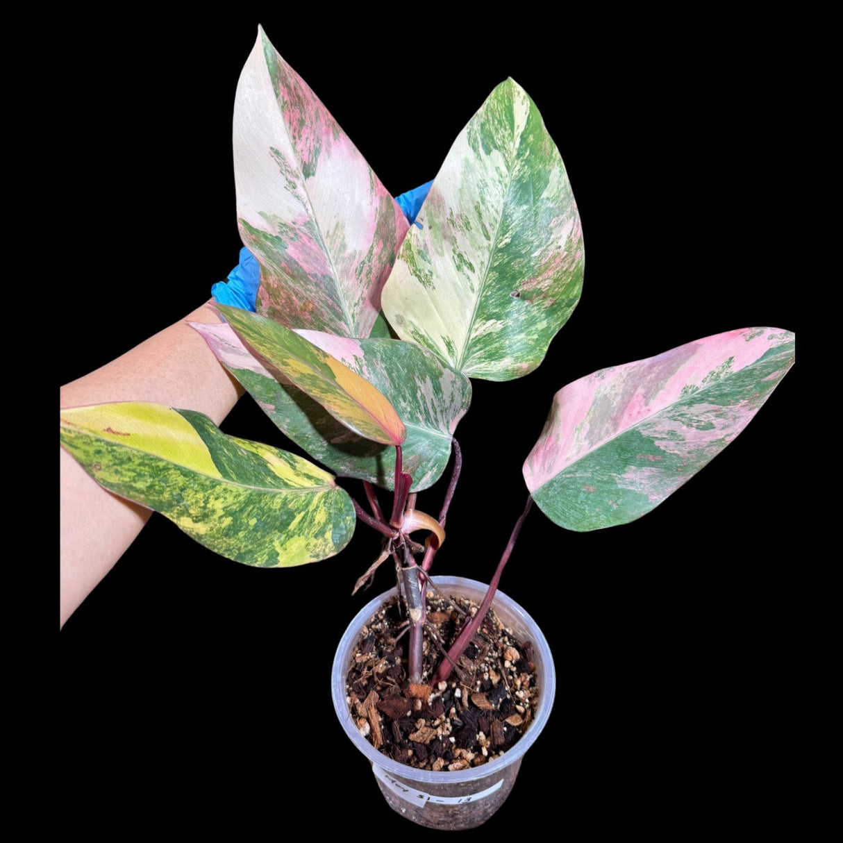 Variegated Philodendron Strawberry Shake in a Nursery Pot - Large Strawberry Shake RARE Collector Plant - Tropical Houseplant - US Seller